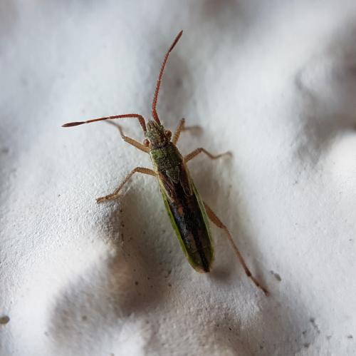 Réf. 217 066 : Myrmus miriformis